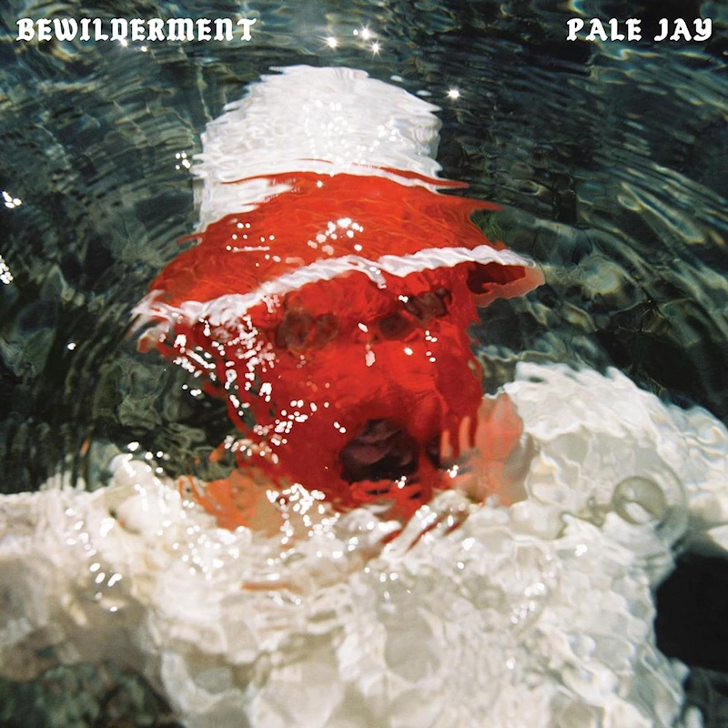 Pale-Jay-Bewilderment
