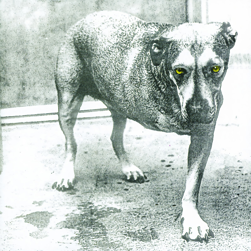 Alice In Chains - Alice In ChainsAlice-In-Chains-Alice-In-Chains.jpg