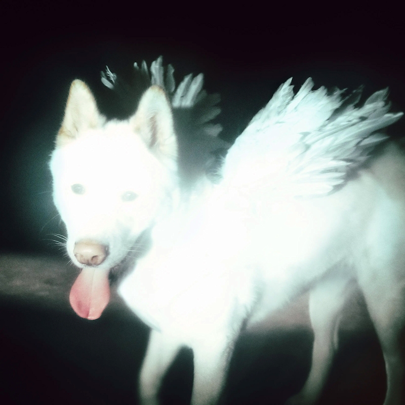 Fat Dog - Cancel Me (I'm Tired)Fat-Dog-Cancel-Me-Im-Tired.jpg